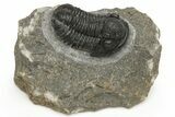 Detailed Gerastos Trilobite Fossil - Morocco #235304-2